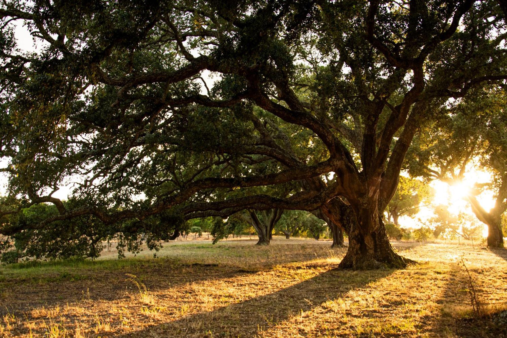 Herdade Das Barradas Da Serra แกรนโดลา ภายนอก รูปภาพ