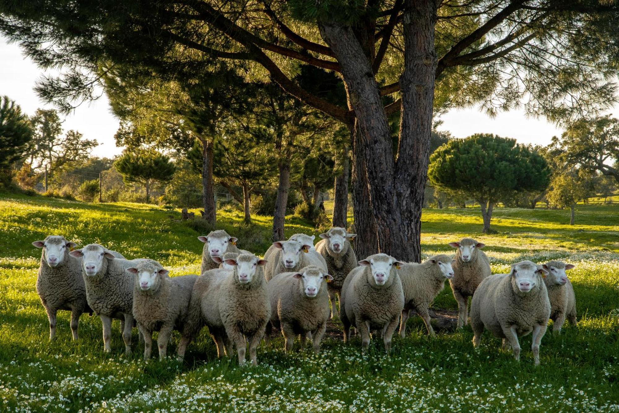 Herdade Das Barradas Da Serra แกรนโดลา ภายนอก รูปภาพ