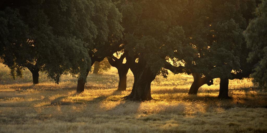 Herdade Das Barradas Da Serra แกรนโดลา ภายนอก รูปภาพ