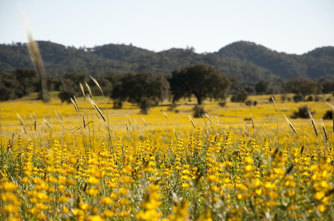 Herdade Das Barradas Da Serra แกรนโดลา ภายนอก รูปภาพ